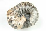 Rare, Scaphites Heteromorph Ammonite - Kansas #197369-1